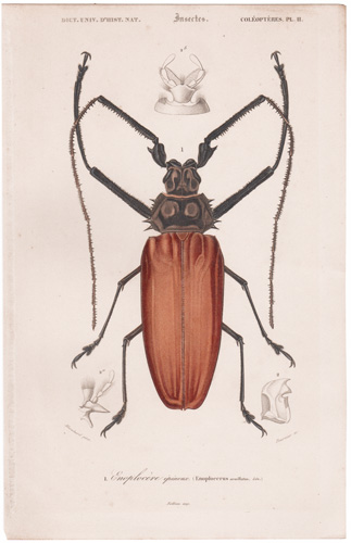 Giant Longhorn Beetle